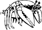 Big crab