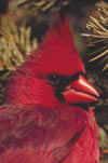 3_image/cardinal.zip